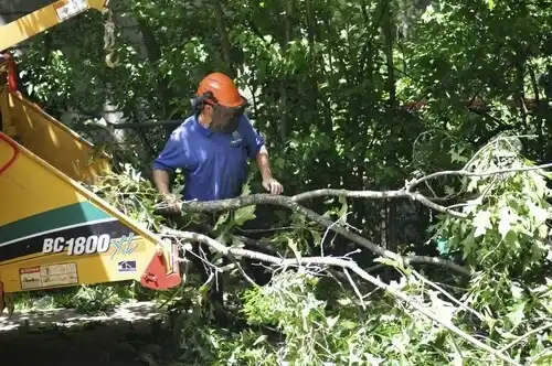 tree services Grand Isle